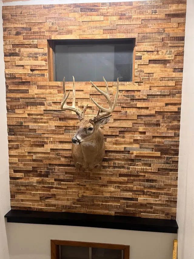 Wood plank accent wall behind a deer mount, not a floor